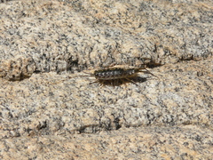 Ligia exotica