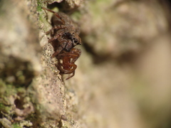 Euophrys