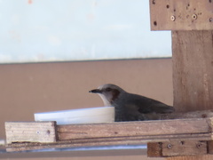 Hypsipetes amaurotis