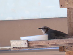 Hypsipetes amaurotis