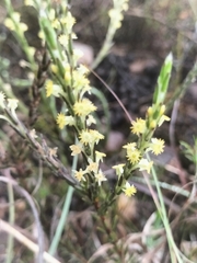 Struthiola parviflora