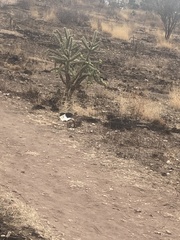 Cylindropuntia imbricata