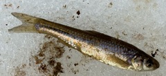 Hybognathus