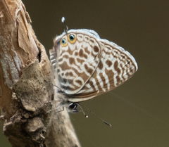Leptotes pirithous