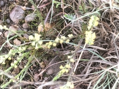 Struthiola parviflora