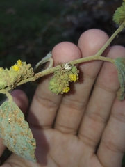 Misumenops