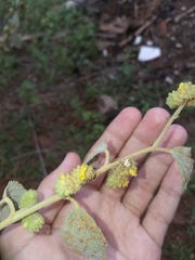 Misumenops