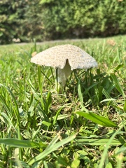 Saproamanita