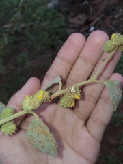 Misumenops