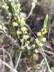 Struthiola parviflora