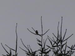 Colaptes auratus