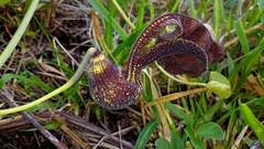 Aristolochia galeata