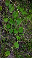 Aristolochia galeata
