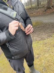 Quercus muehlenbergii