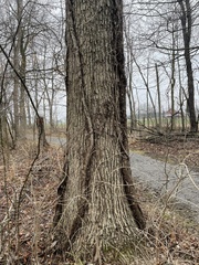 Quercus muehlenbergii