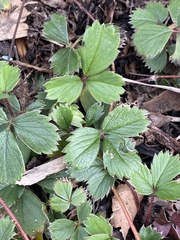 Fragaria chiloensis