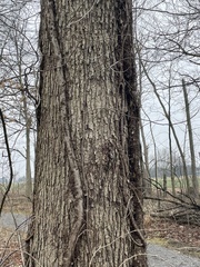 Quercus muehlenbergii