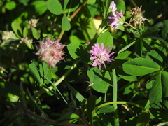 Trifolium resupinatum