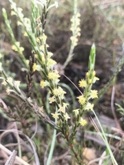 Struthiola parviflora