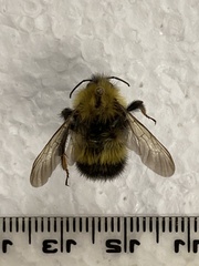 Bombus perplexus