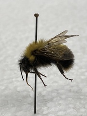 Bombus perplexus