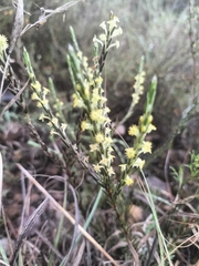 Struthiola parviflora