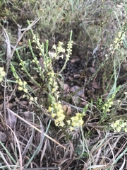Struthiola parviflora