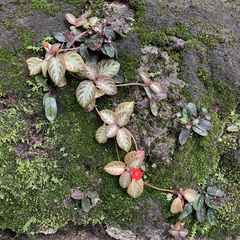 Episcia