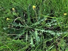 Taraxacum serotinum