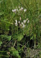 Allium inaequale