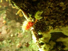 Boltenia villosa