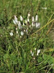 Allium inaequale