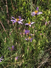 Galatella angustissima
