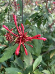 Odontonema