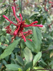 Odontonema