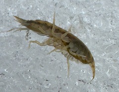 Gammarus fasciatus