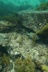 Pempheris klunzingeri