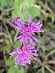 Vernonia blodgettii