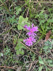 Vernonia blodgettii