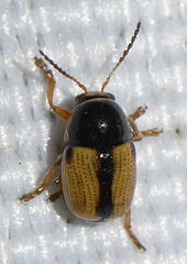 Cryptocephalus pygmaeus