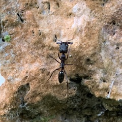 Odontomachus simillimus