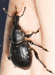 Liparus germanus