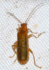 Rhagonycha translucida