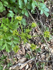 Tauschia hartwegii