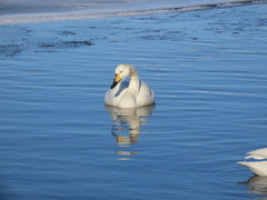 Cygnus cygnus