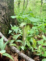 Arisaema triphyllum