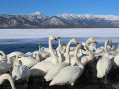 Cygnus cygnus