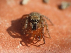 Euophrys