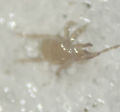 Parasitidae