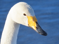 Cygnus cygnus